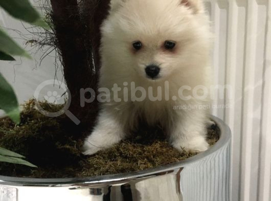 2 Aylık Erkek Pomeranian Teddy Bear